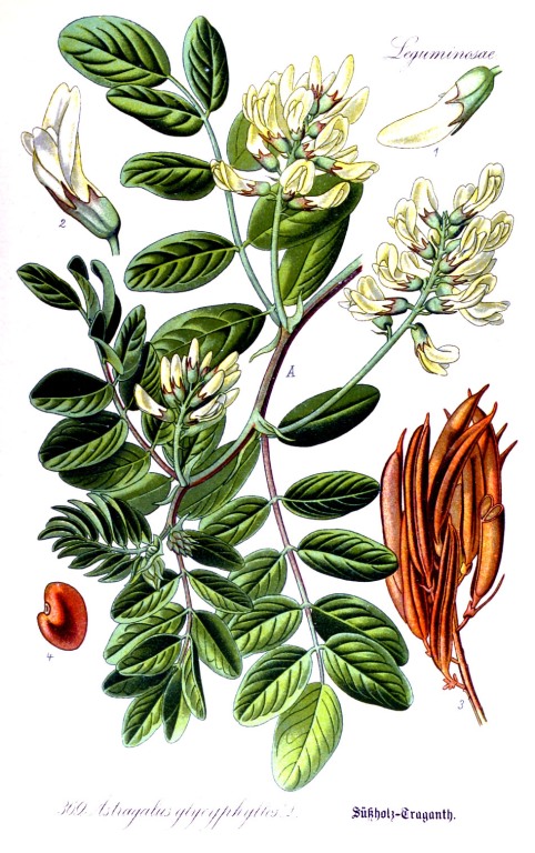 Tragant bio